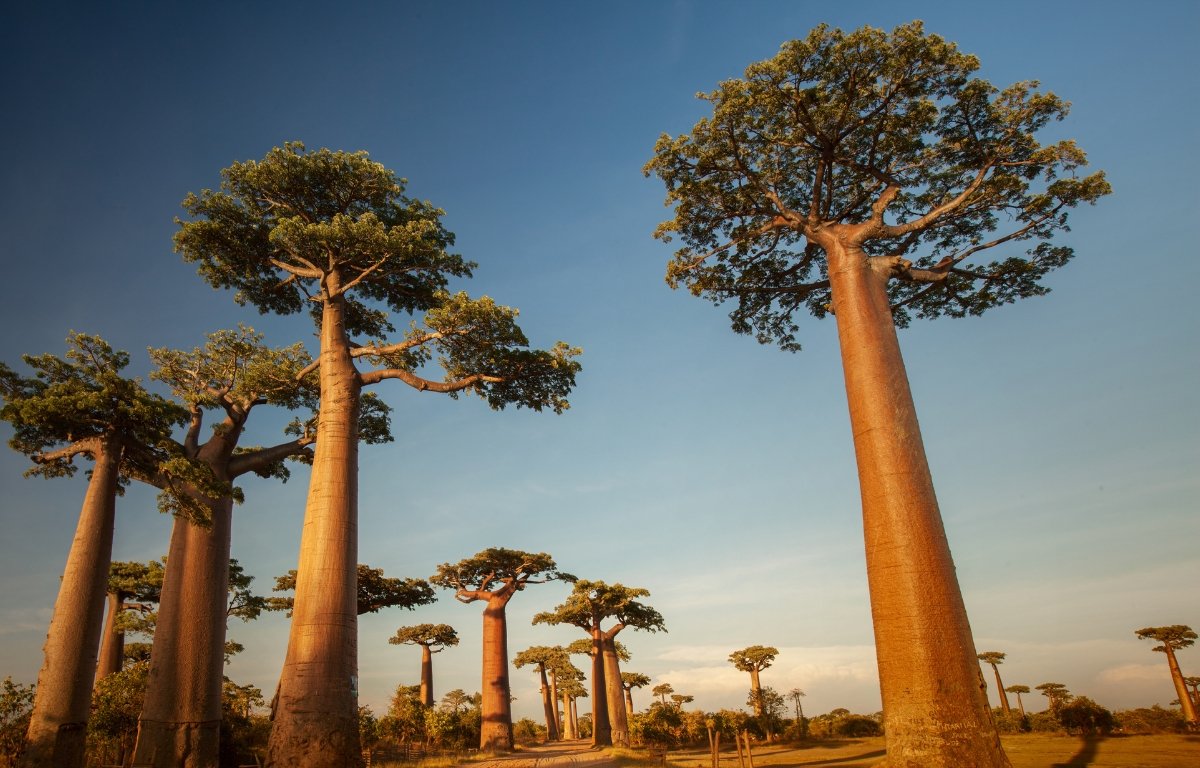 Designing effective websites for charities A group of tall baobab trees with thick trunks and sparse foliage stands against a clear sky. Designed by Circular Design, a not-for-profit web design agency.